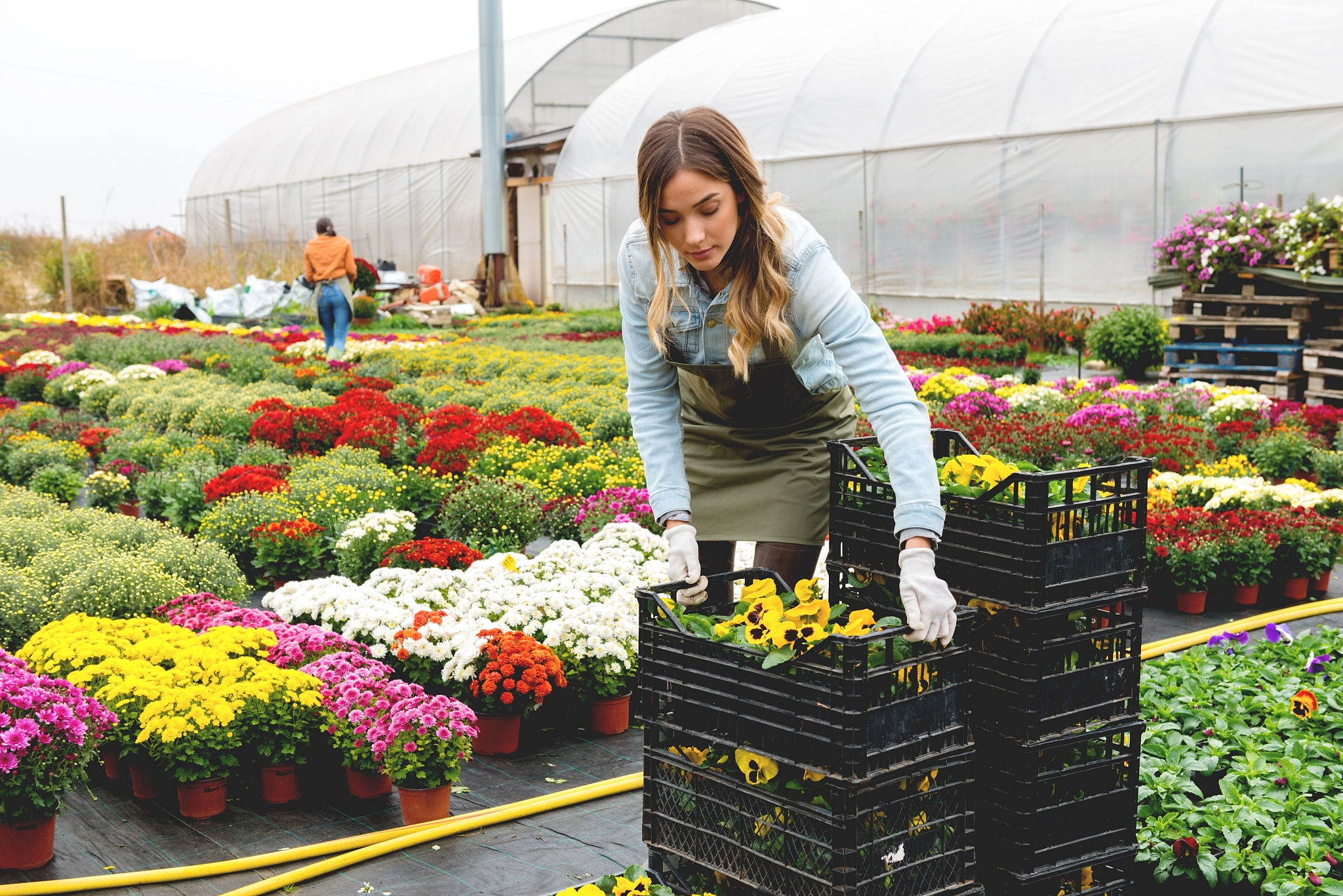 distribution of flowers