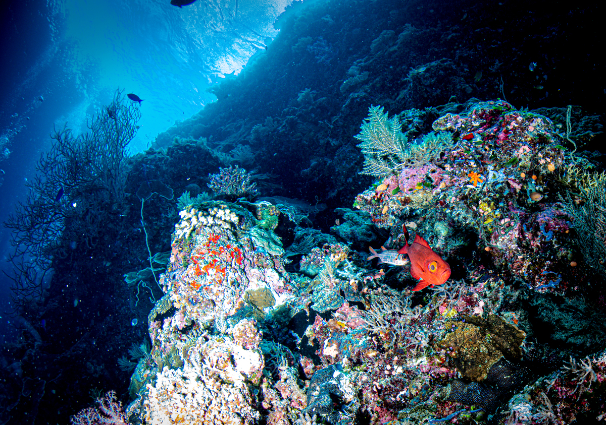 以动物为主的奇幻世界坐落在海边