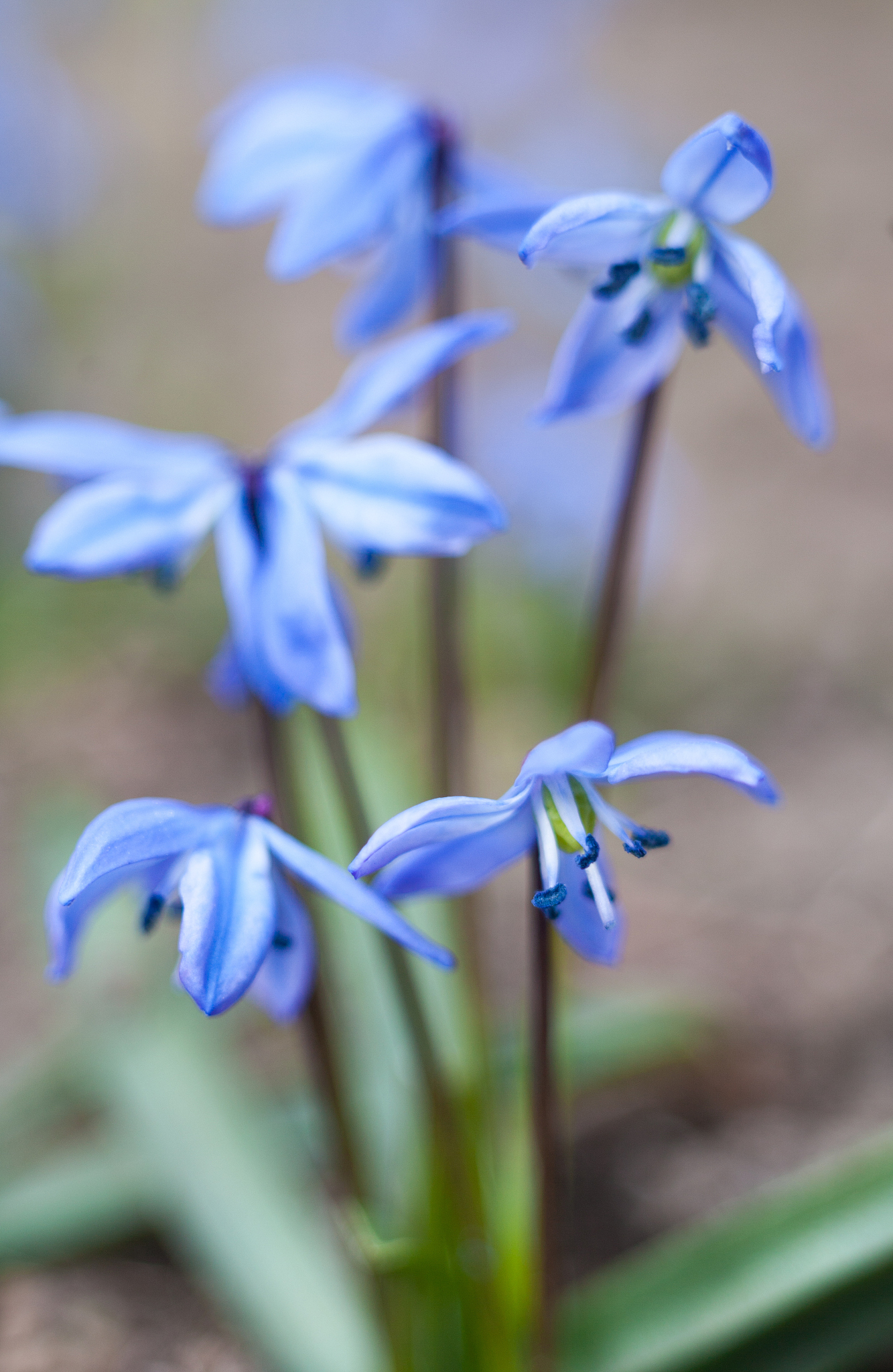 blue scilla flowers blooming in early spring