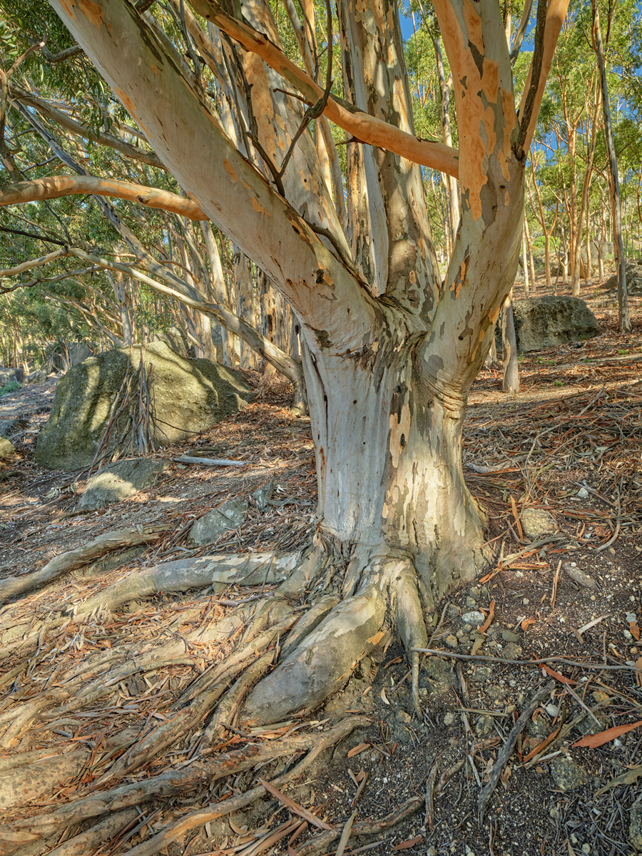 树叶开始干了如何解救
