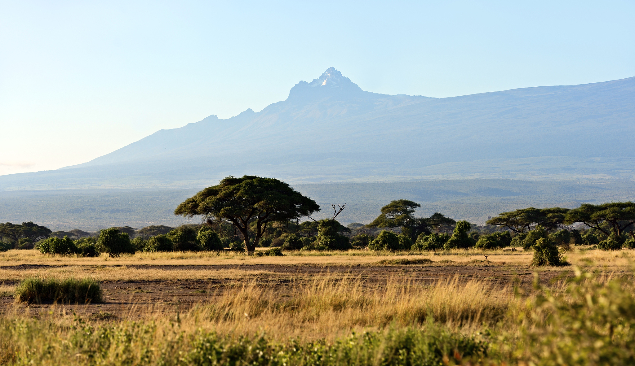 african savanna in kenya