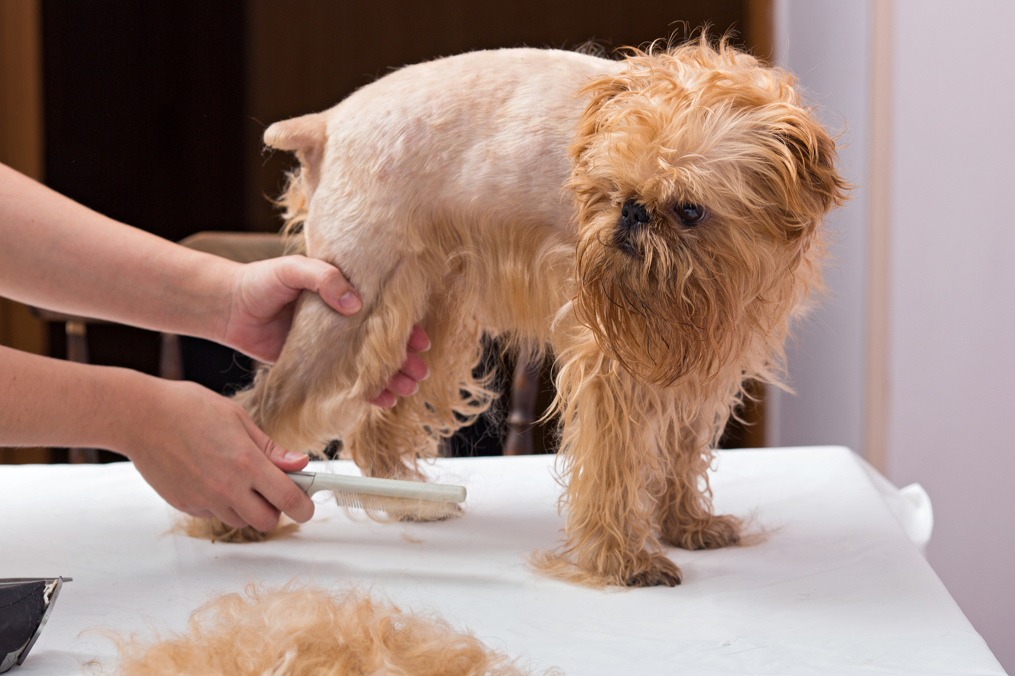 狗狗在家剃脚底毛就呜呜叫在宠物店没事回答+拓展