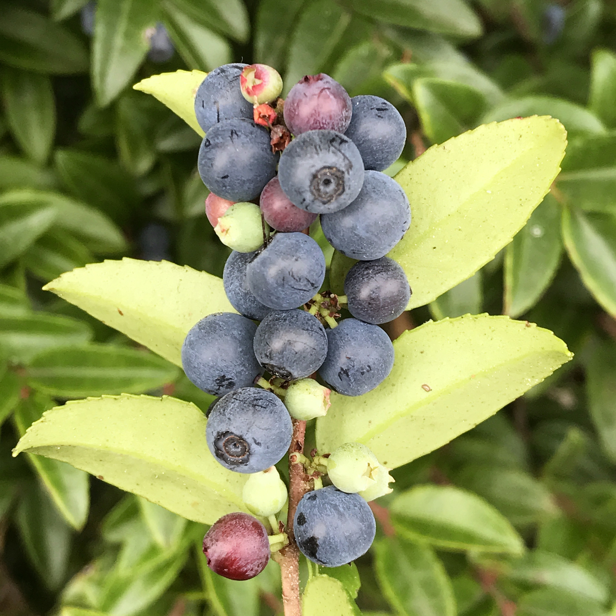 郑多燕蓝莓酵素果冻有效果吗