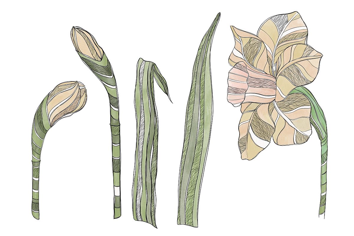 在拟南芥中AtKUP4在根部和冠部都有表达过表达的 AtKUP4会在低K+条件下刺激根毛伸长反之根毛伸长受到一定抑制换个说法