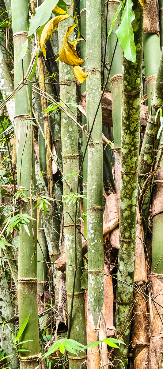 唐竹和雷竹的区别：外观、生长环境和用途