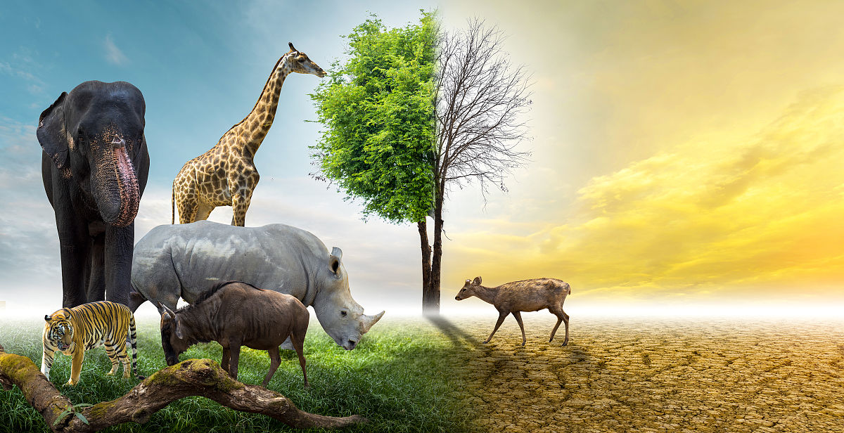 什么叫生物多样性