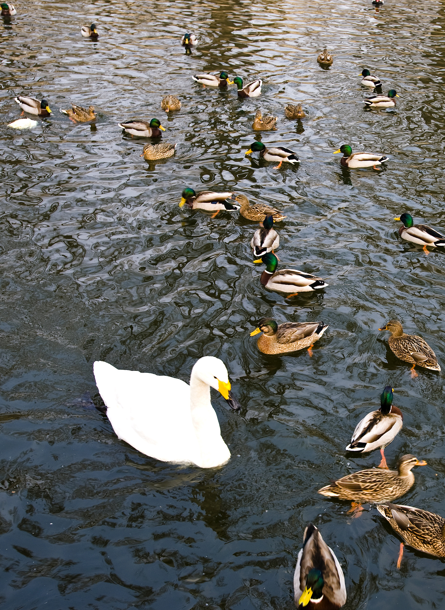 泰山禽业科技学校2019年招生专业有哪些？