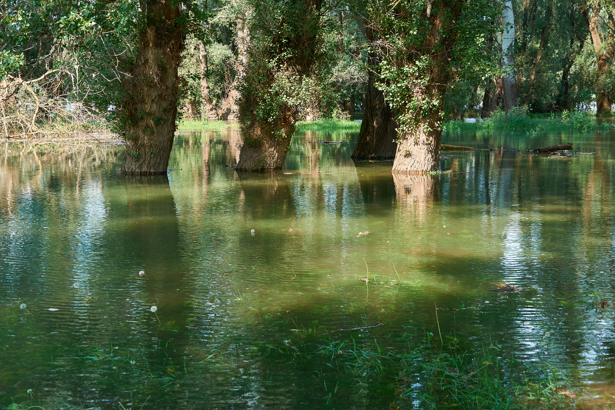 flood in the forest, river with high water level, flooding, natu
