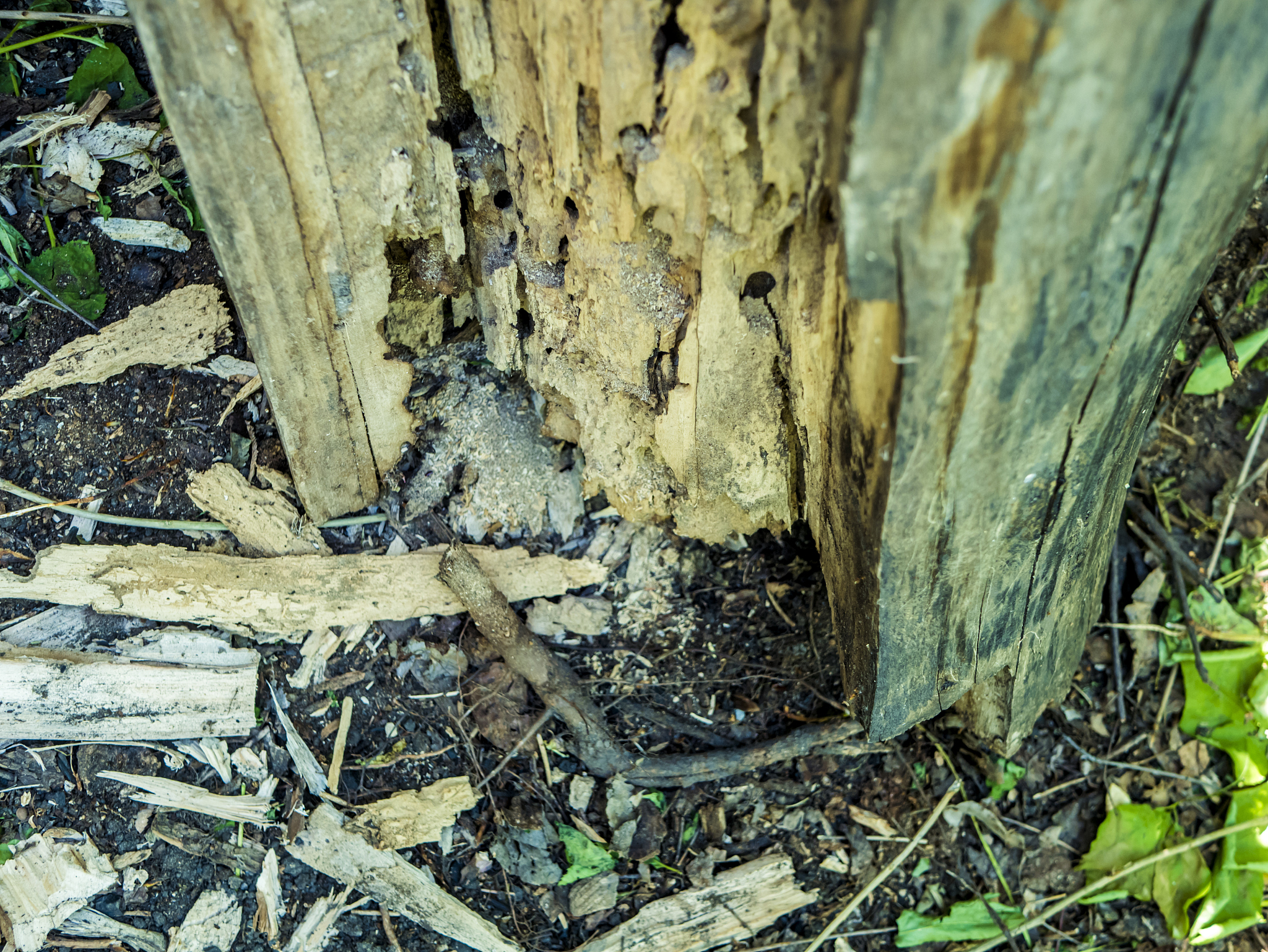 阴河分场云杉侧扁锉叶蜂防治工作圆满完成