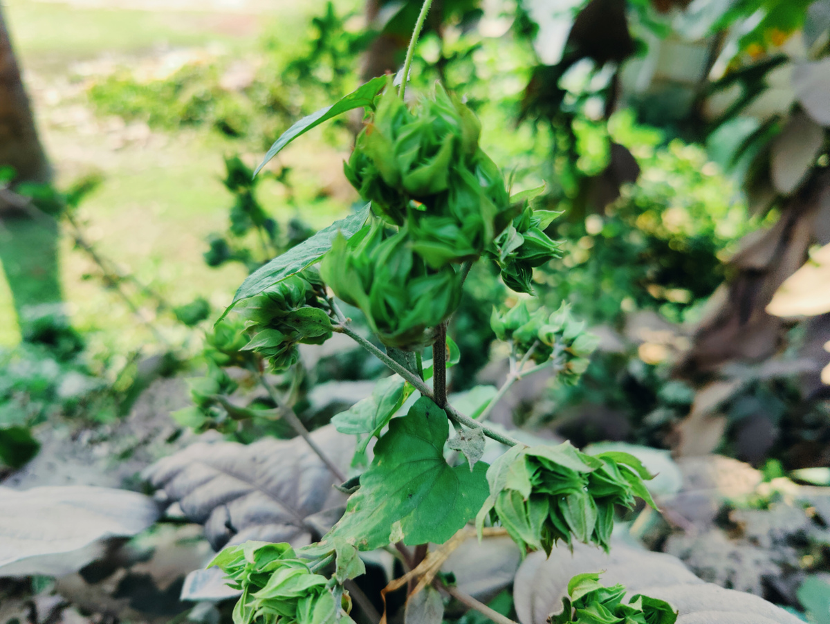 柔焦花园背景下,绿色植物蓓蕾和叶子的微距特写