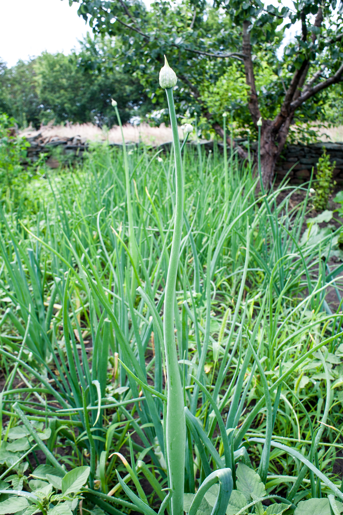 a large arrow of garlic on blurred green background