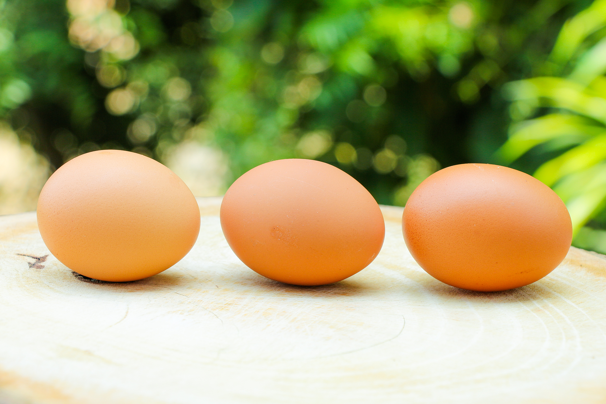chicken eggs