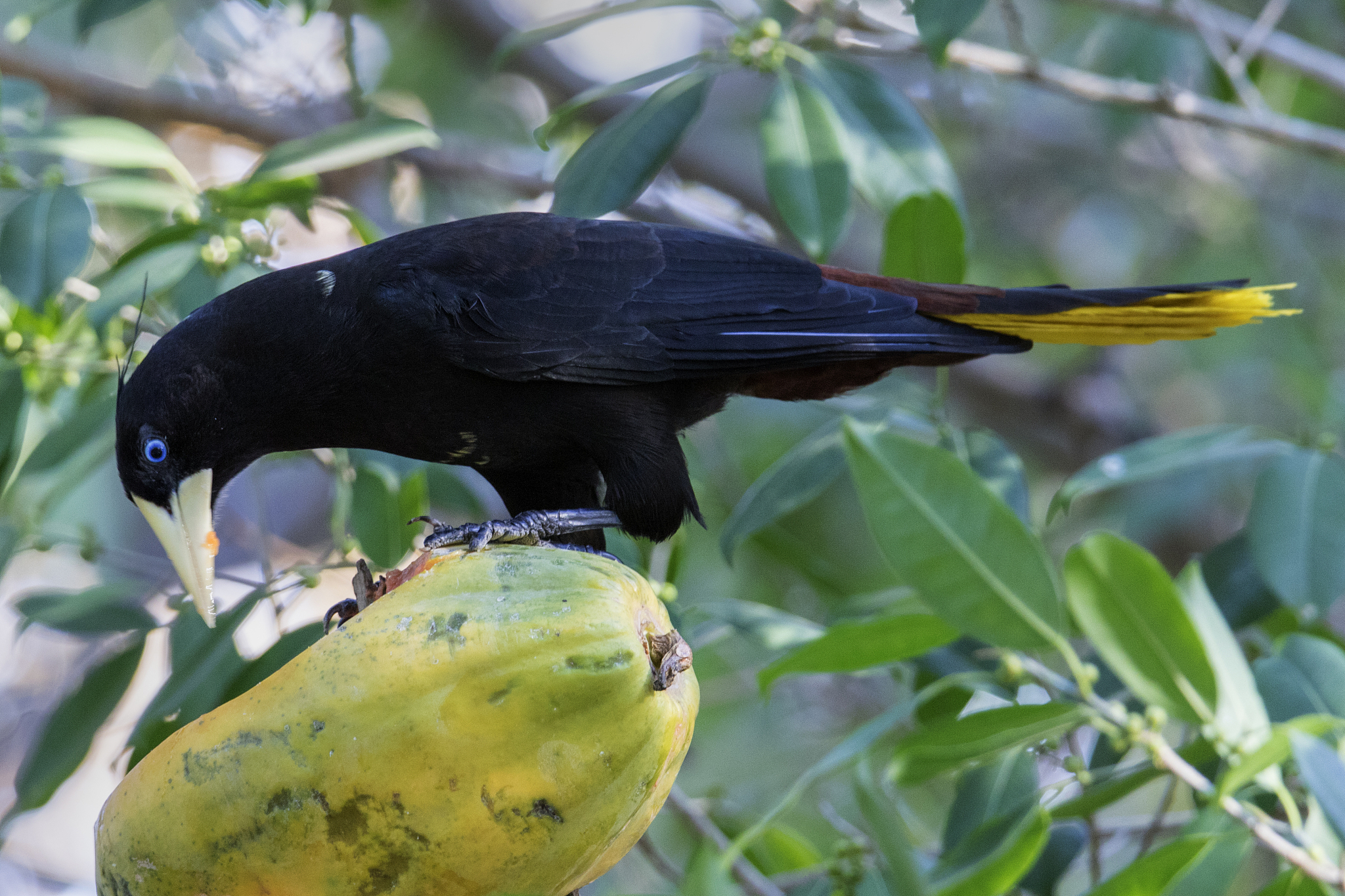 crested oropendola eating fruit