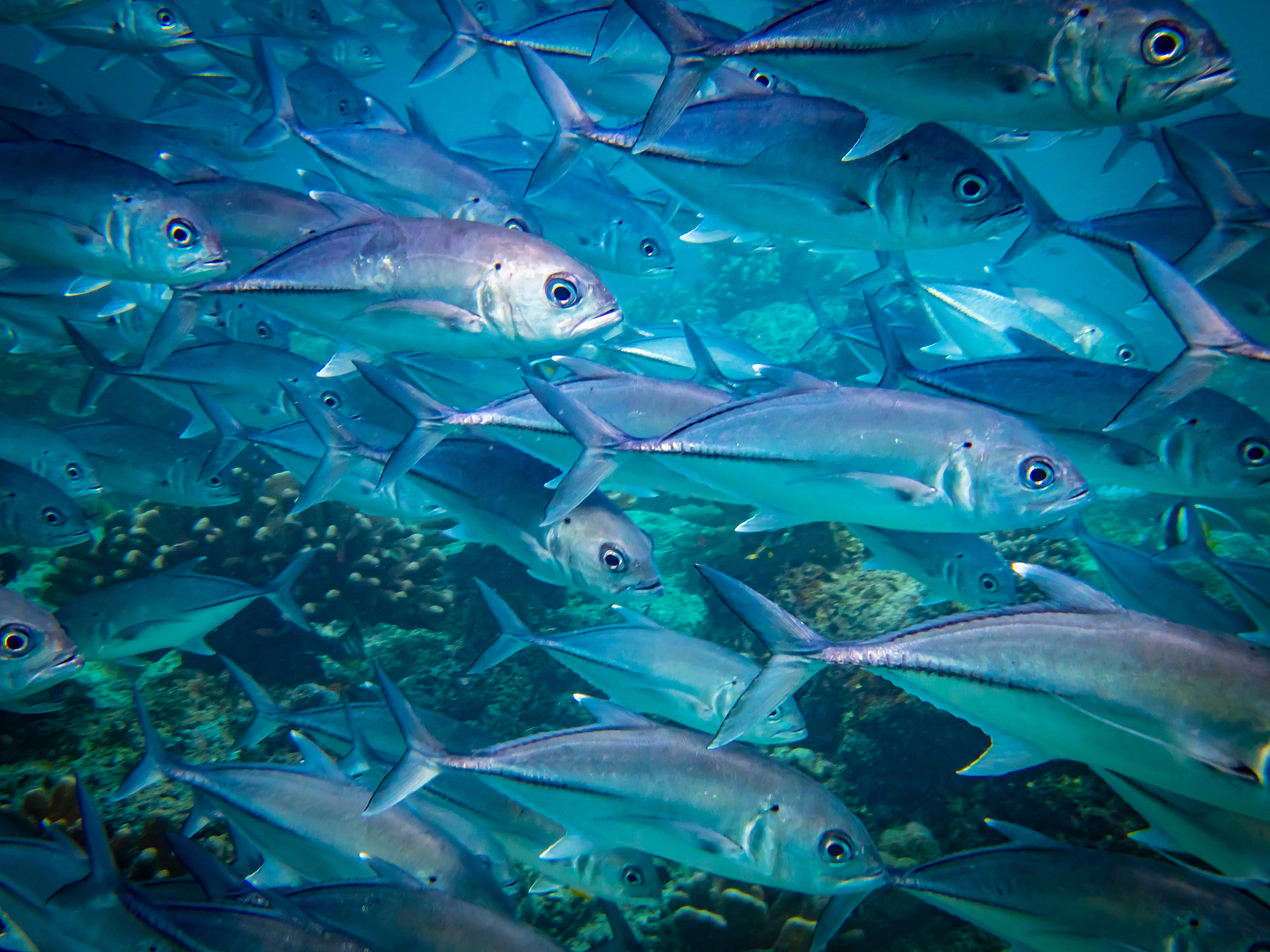 jack fish malaysia