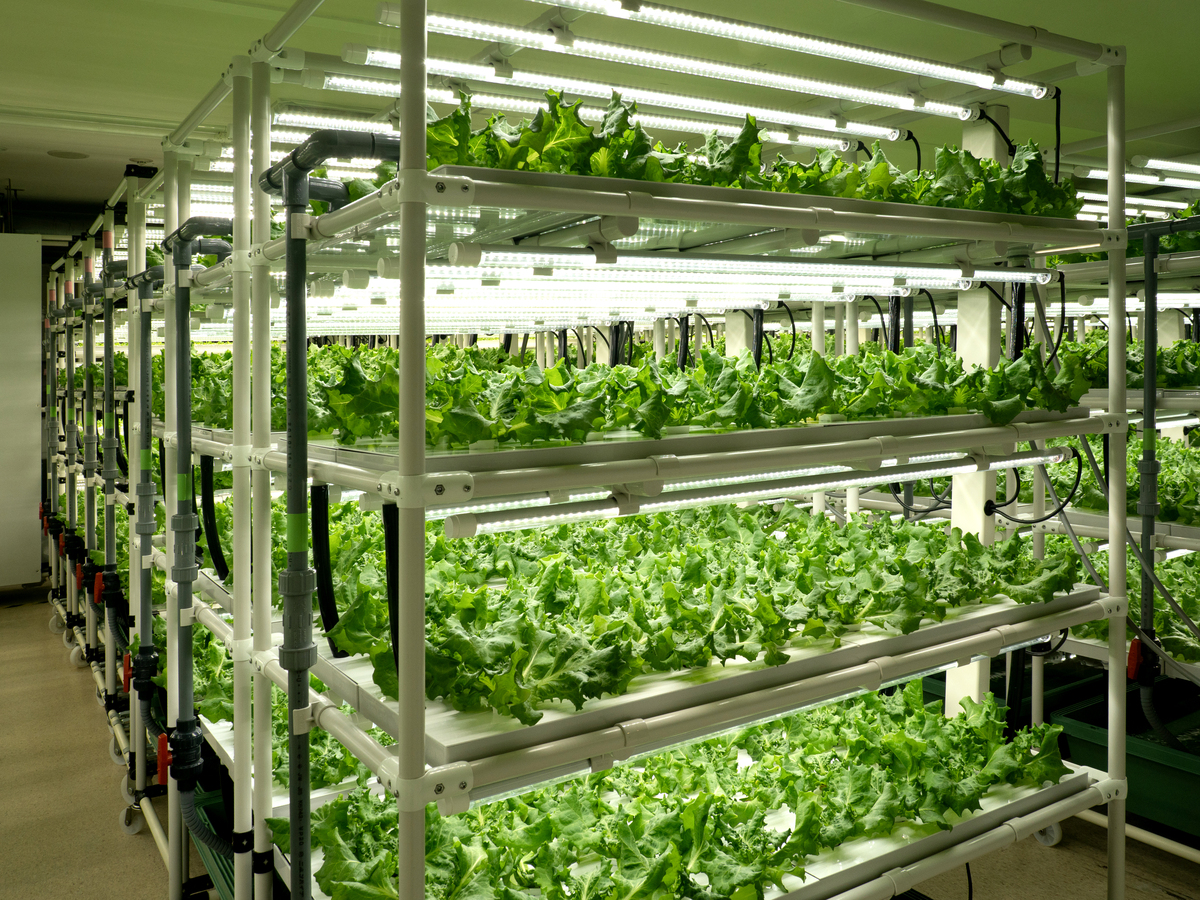 上海农科院水培蔬菜基地水培特点 上海农科院水培蔬菜基地水培特点