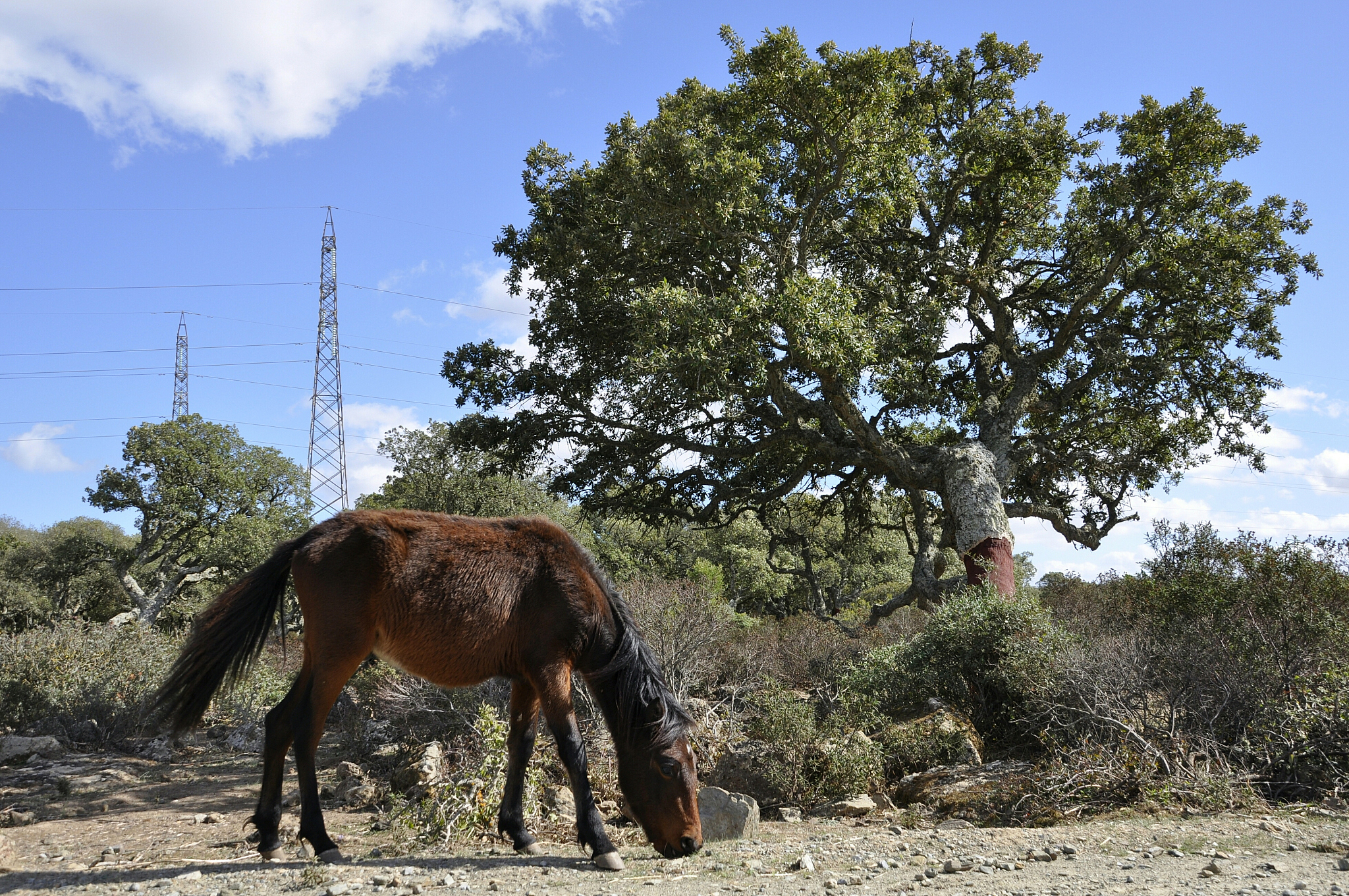 horse grazing on field against sky