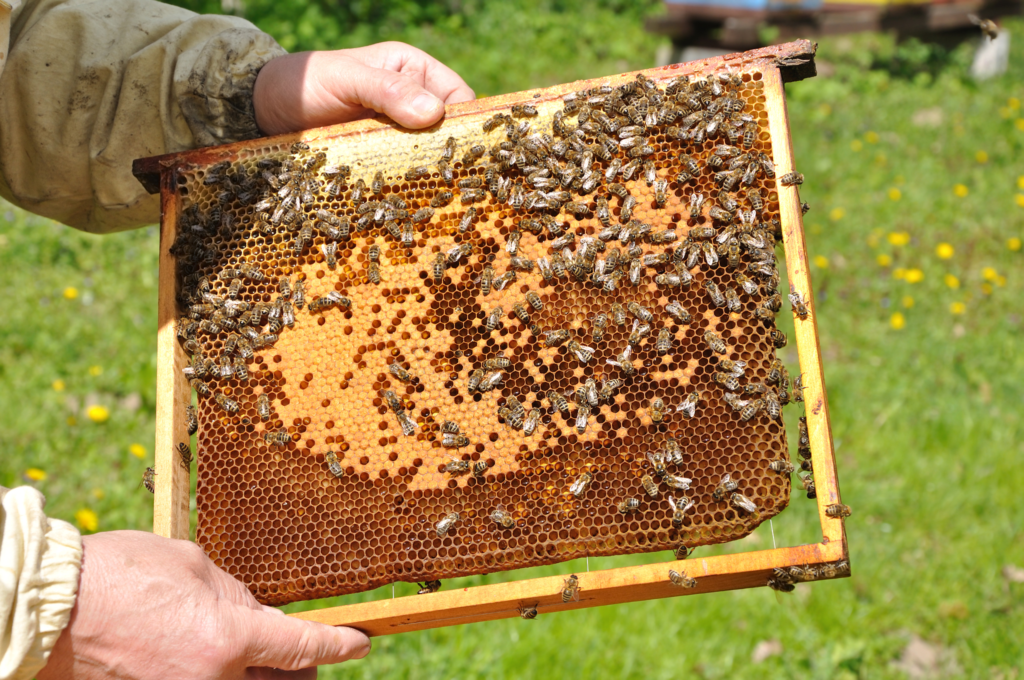 雷波蜂蜜：得天独厚的地理优势与发展潜力