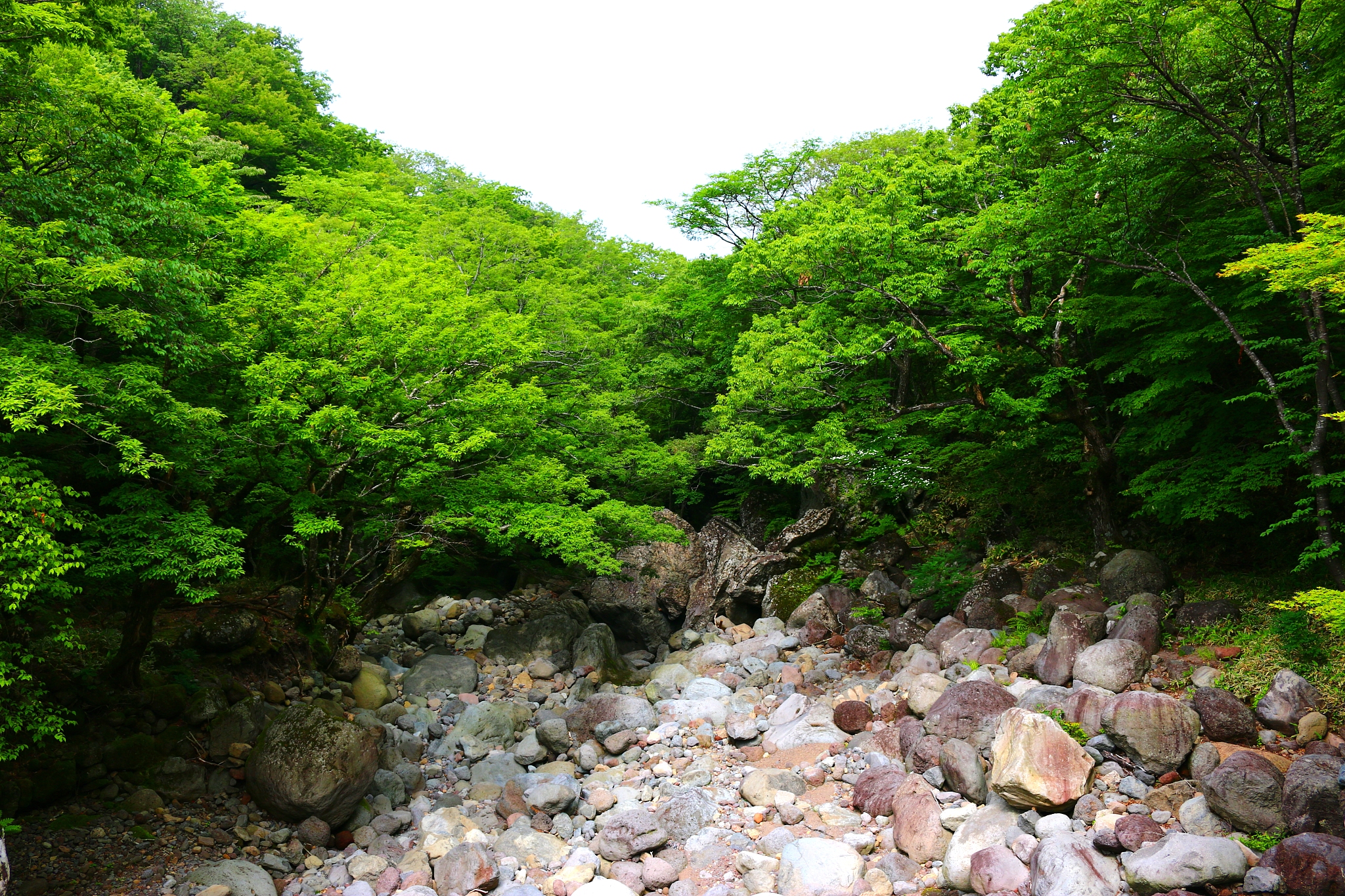 hallasan, mountain, mountain, mountain, forest, mountain, forest