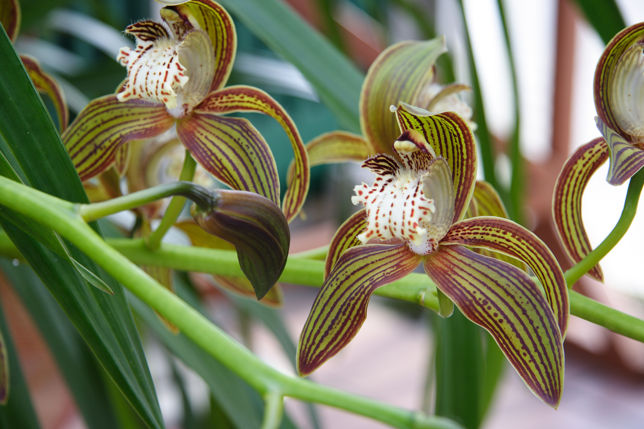 orchid