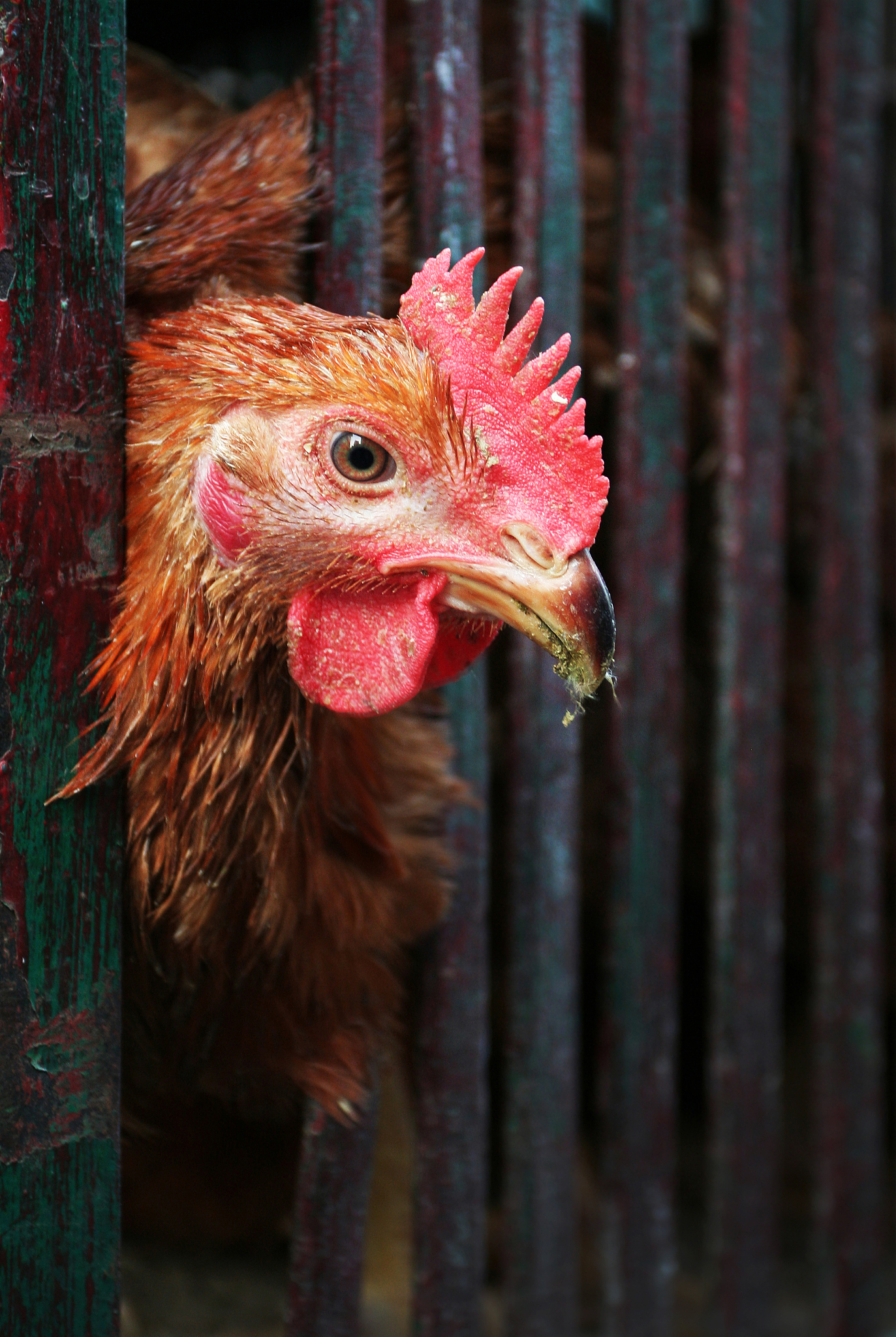 caged chicken
