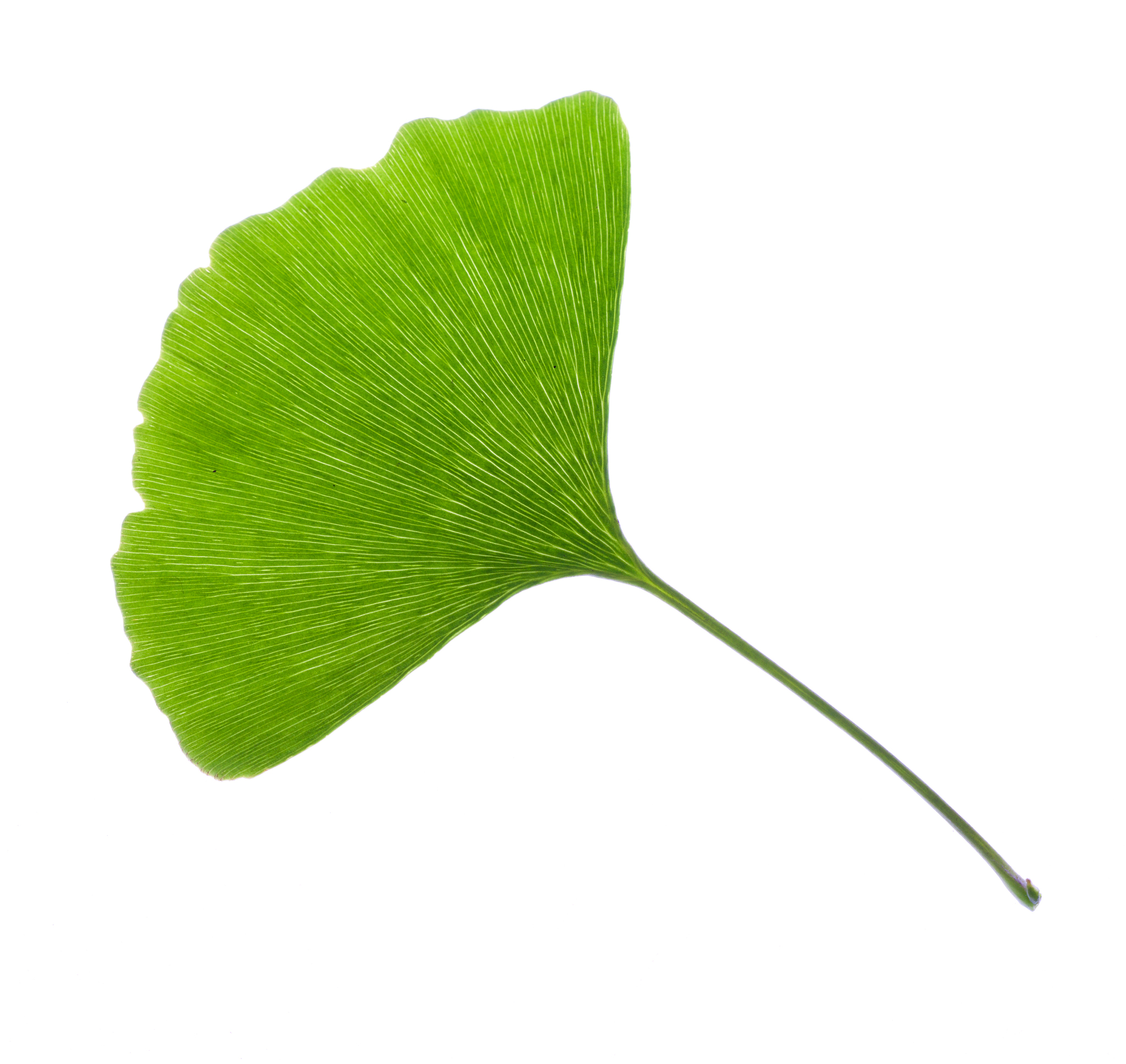 银杏树的叶子像什么？有什么寓意象征吗