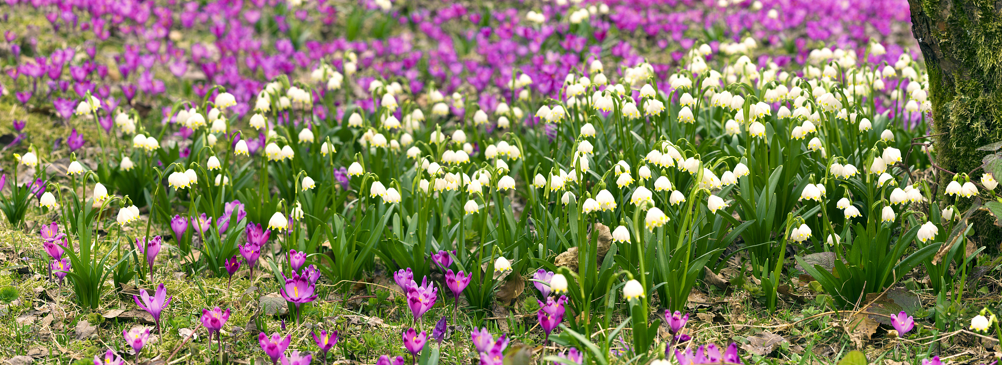 眼贴产品的运营方案C端线上线下推广方案