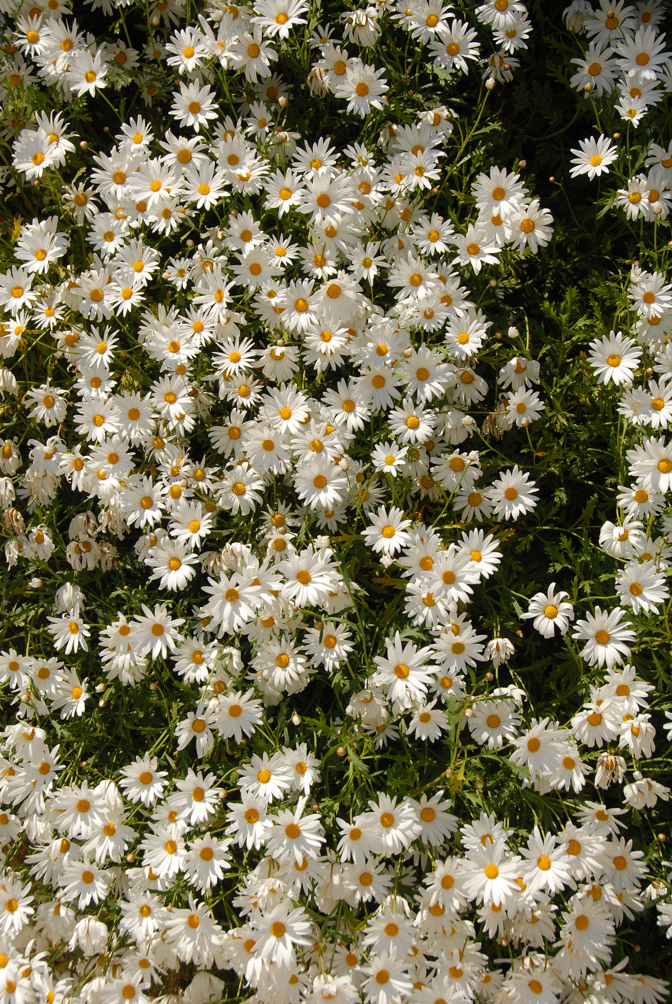 magaritenblüte in spanien