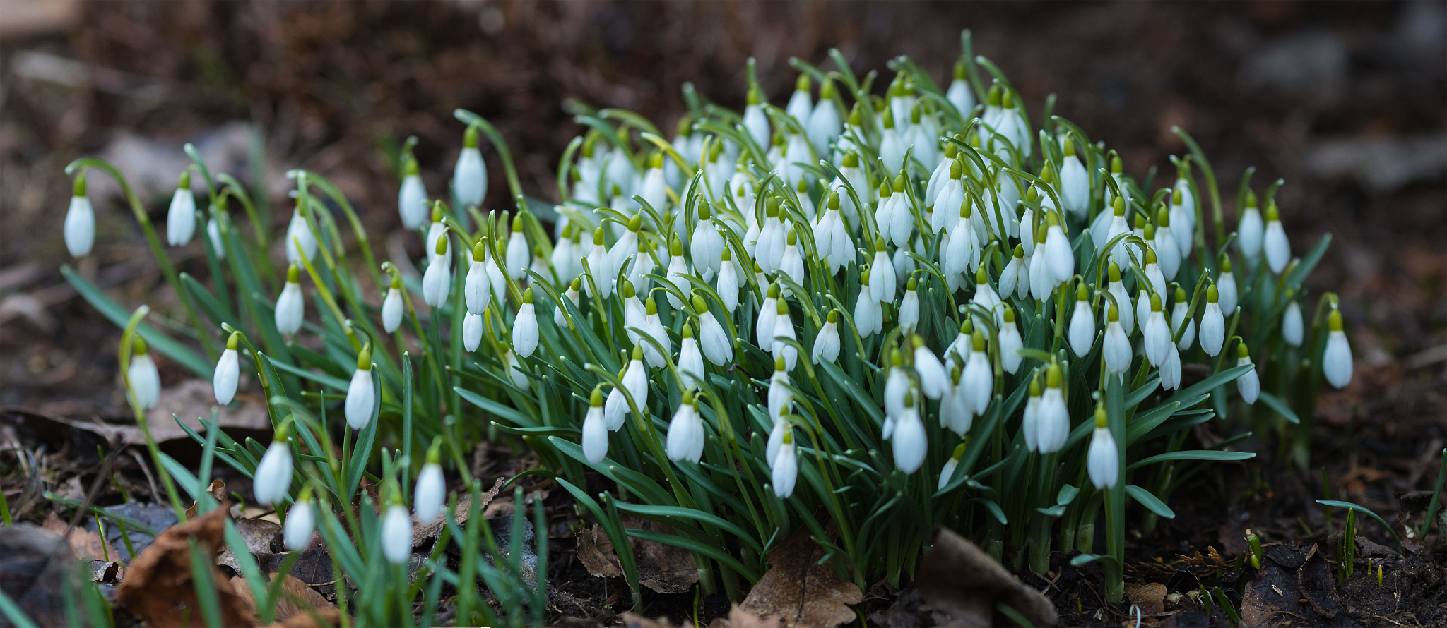spring snowdrop flowers