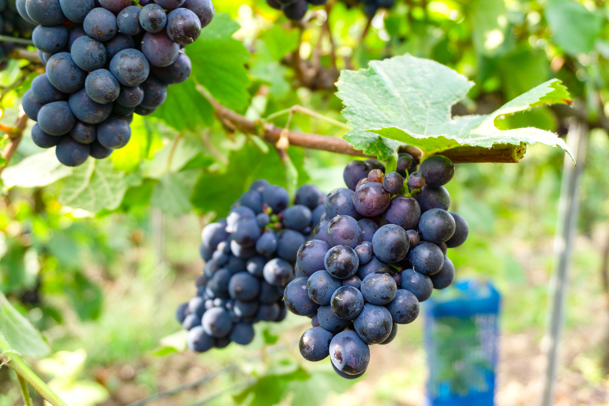 VSOP 是什么酒？ - 高档葡萄酒的秘密