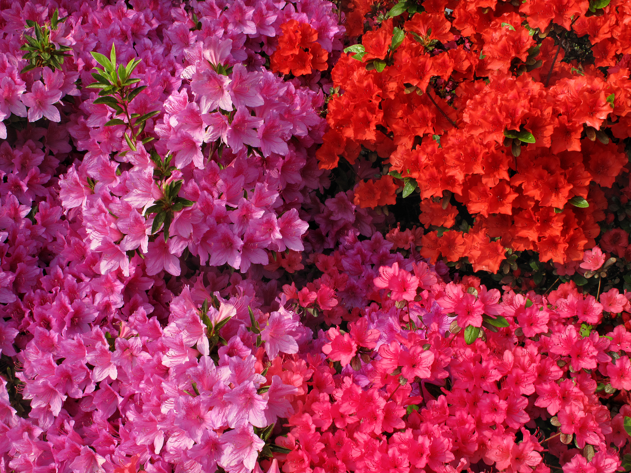 pink and red azaleas