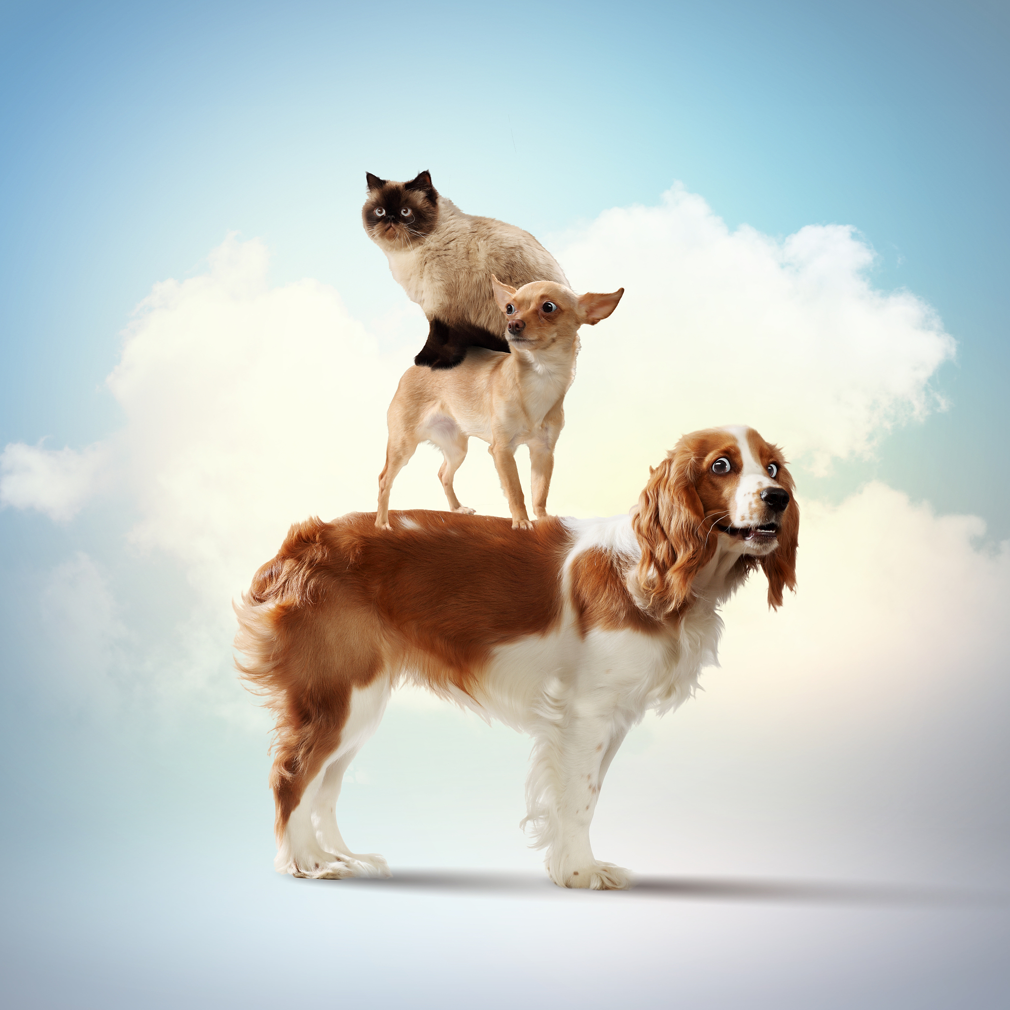 如何帮助宠物适应新环境和其他动物 - 专家建议