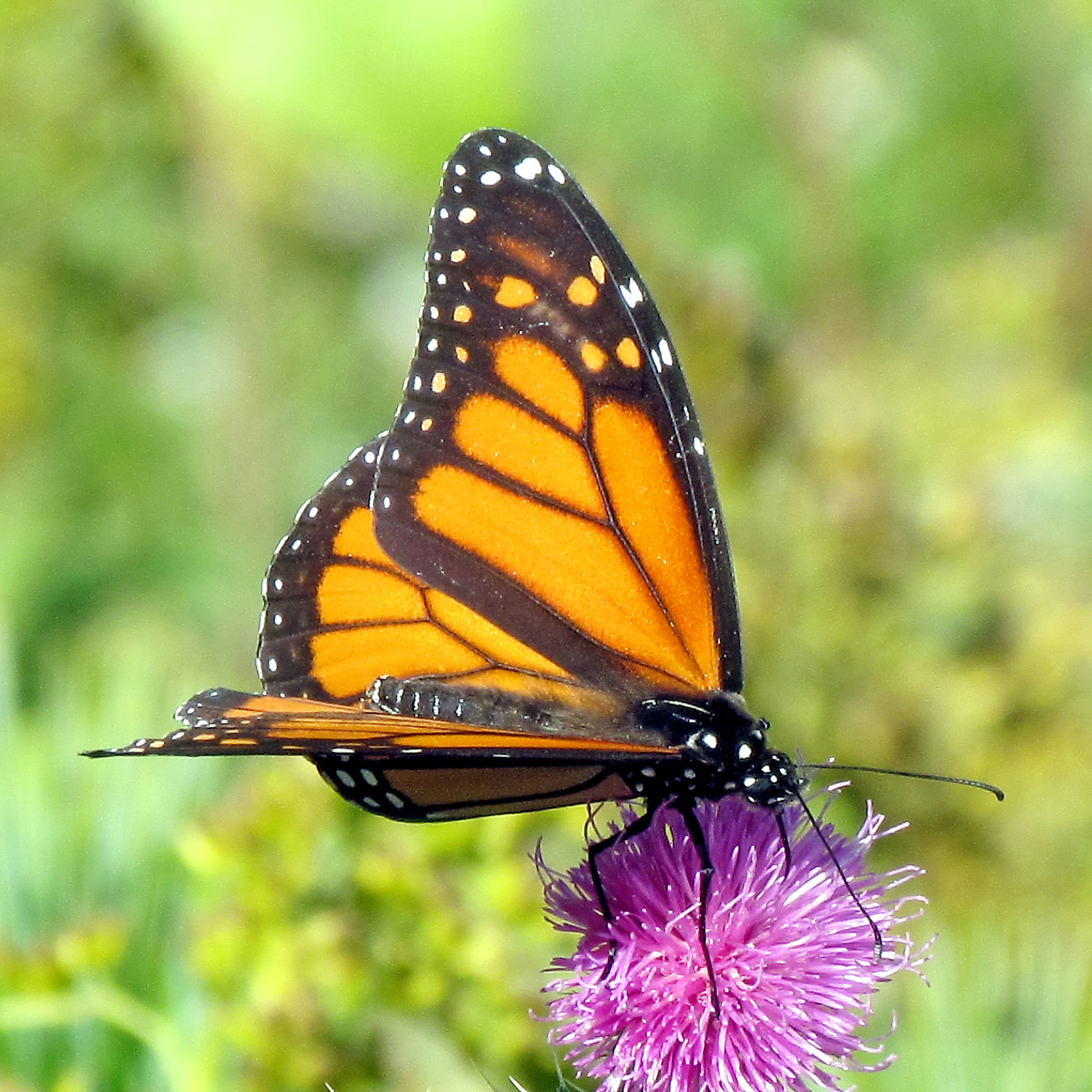 toronto lake monarch on lesser burdock 2013
