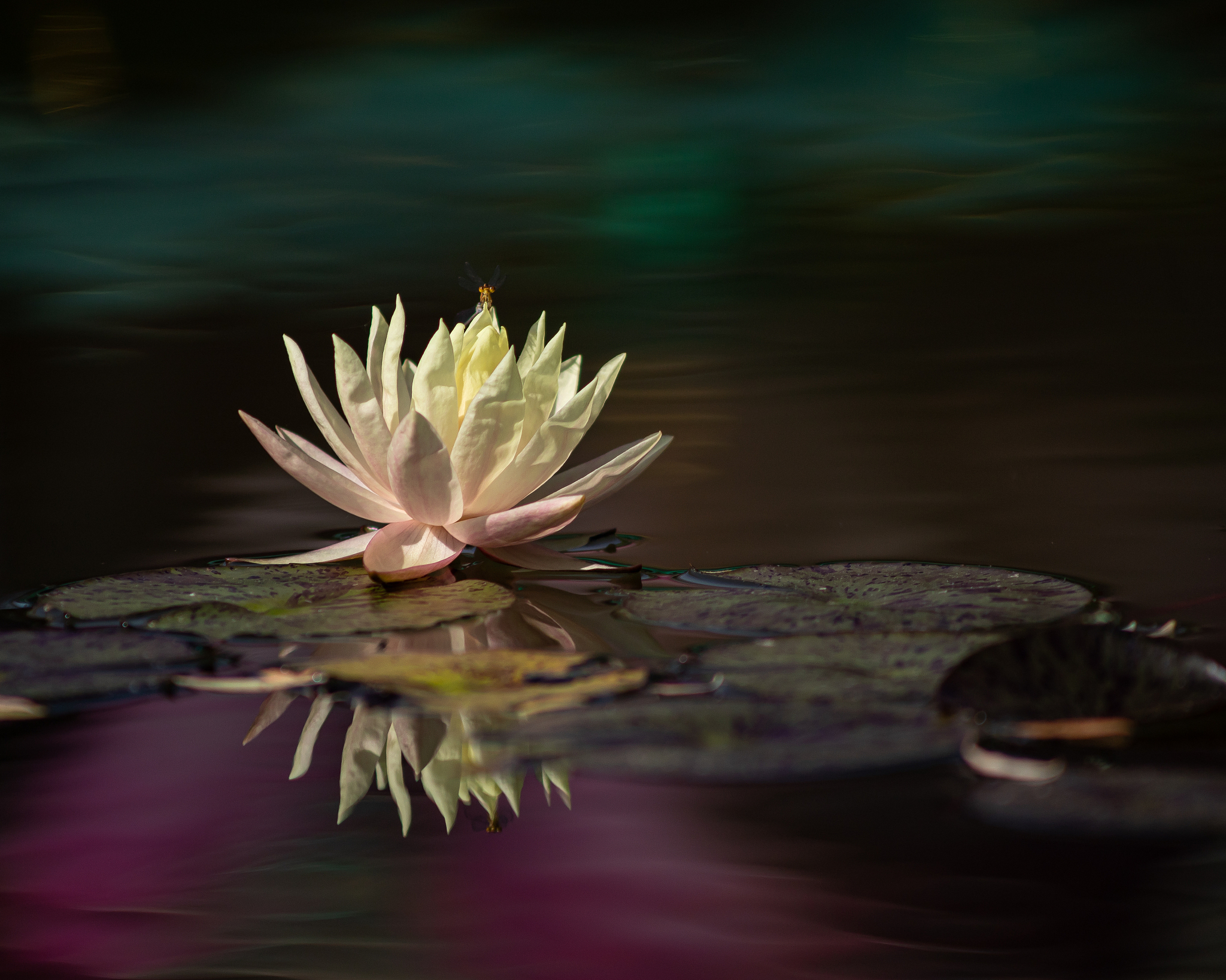 度世：什么是度世？意义、方法和价值