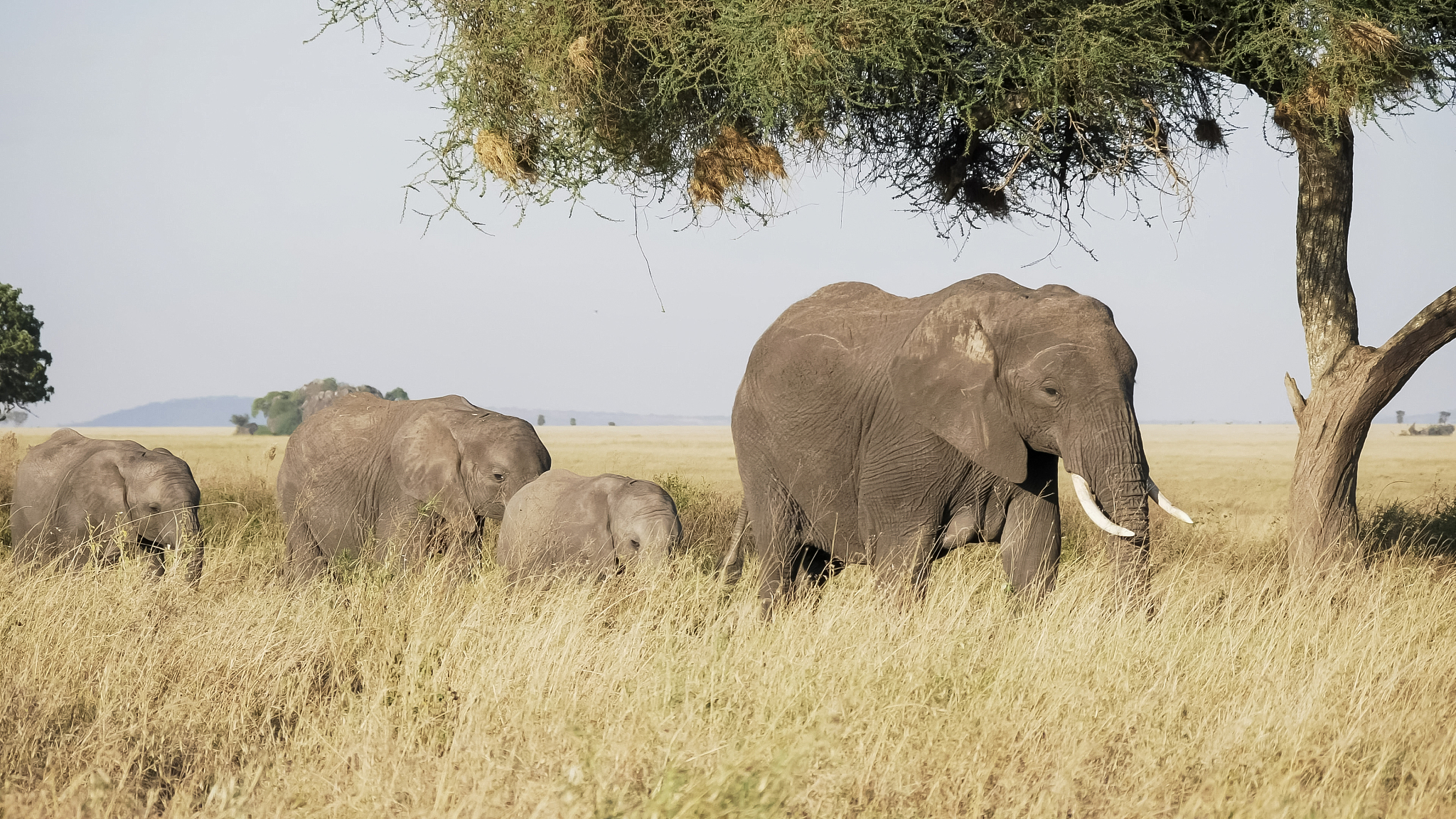 an elephant herd walking past tree at serengeti