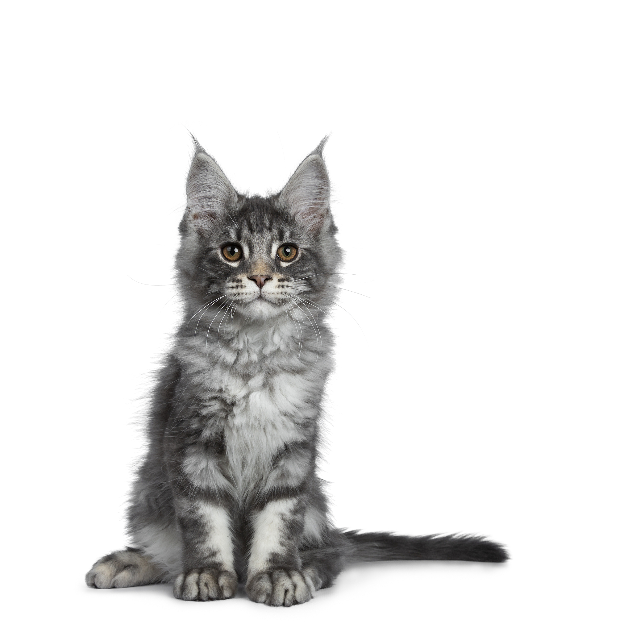 秘塔写作猫：一只喜欢写日记的猫，用文字记录生活点滴