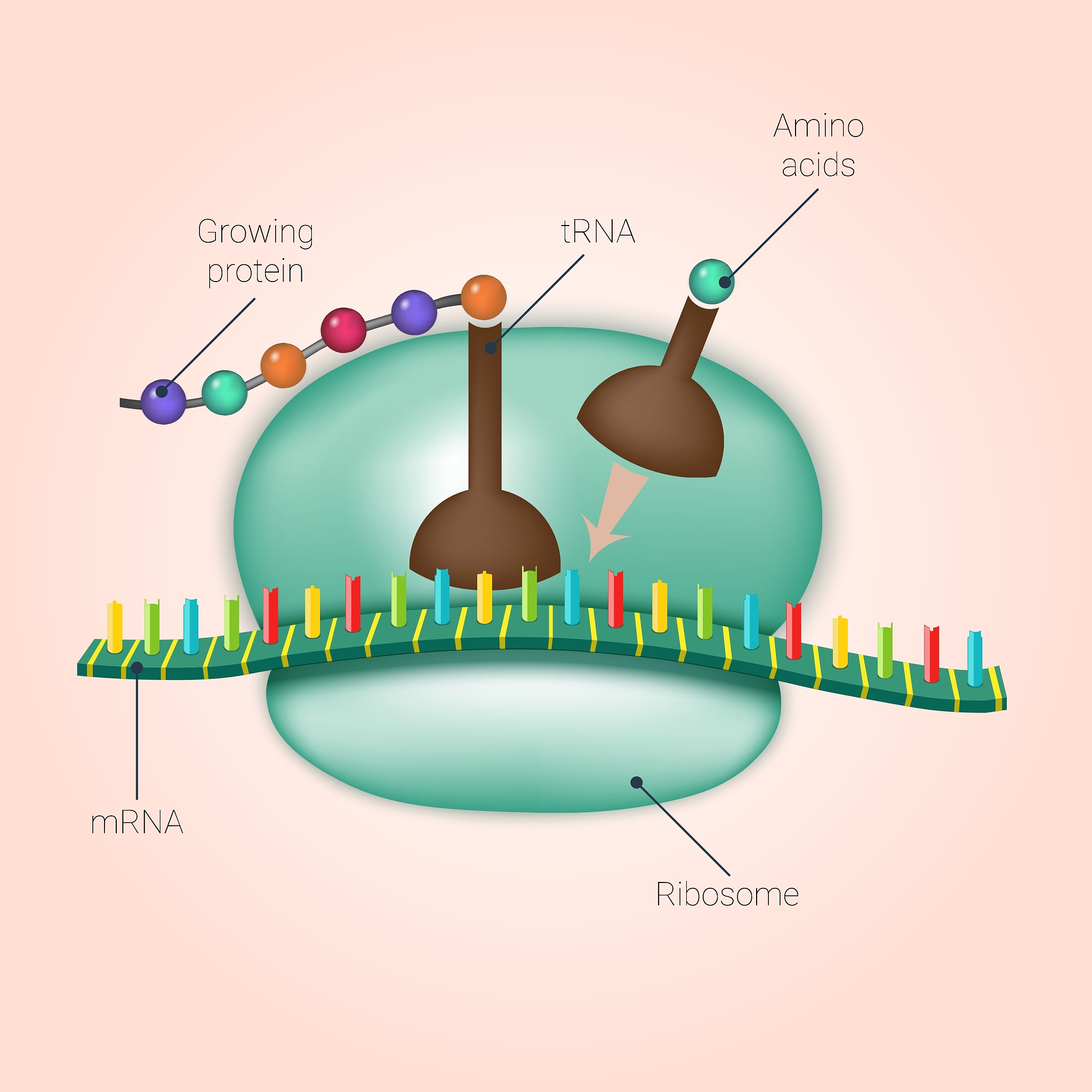 核糖体数量检测技术：原理、方法和应用