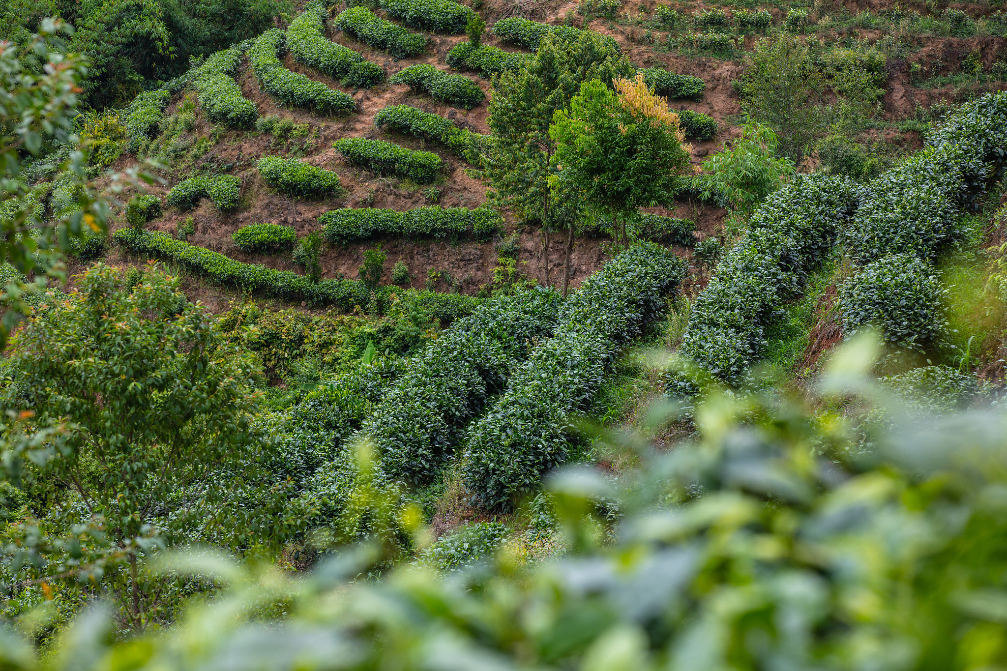 按照垂直种植提高了土地利用率利于保持水土在河谷和山林之间形成良性循环生态系统保障了花和茶的品质。2 分 因地制宜江边种荣莉一一河谷气候暖湿、水源充足;沙洲土质疏松、肥沃梯田利于通风、排水不易受洪水侵袭。山丘种茶树一一气温低减少病虫害污染少品质高。为要点论述垂直种植系统对福州茉莉花茶生产的有利影响。