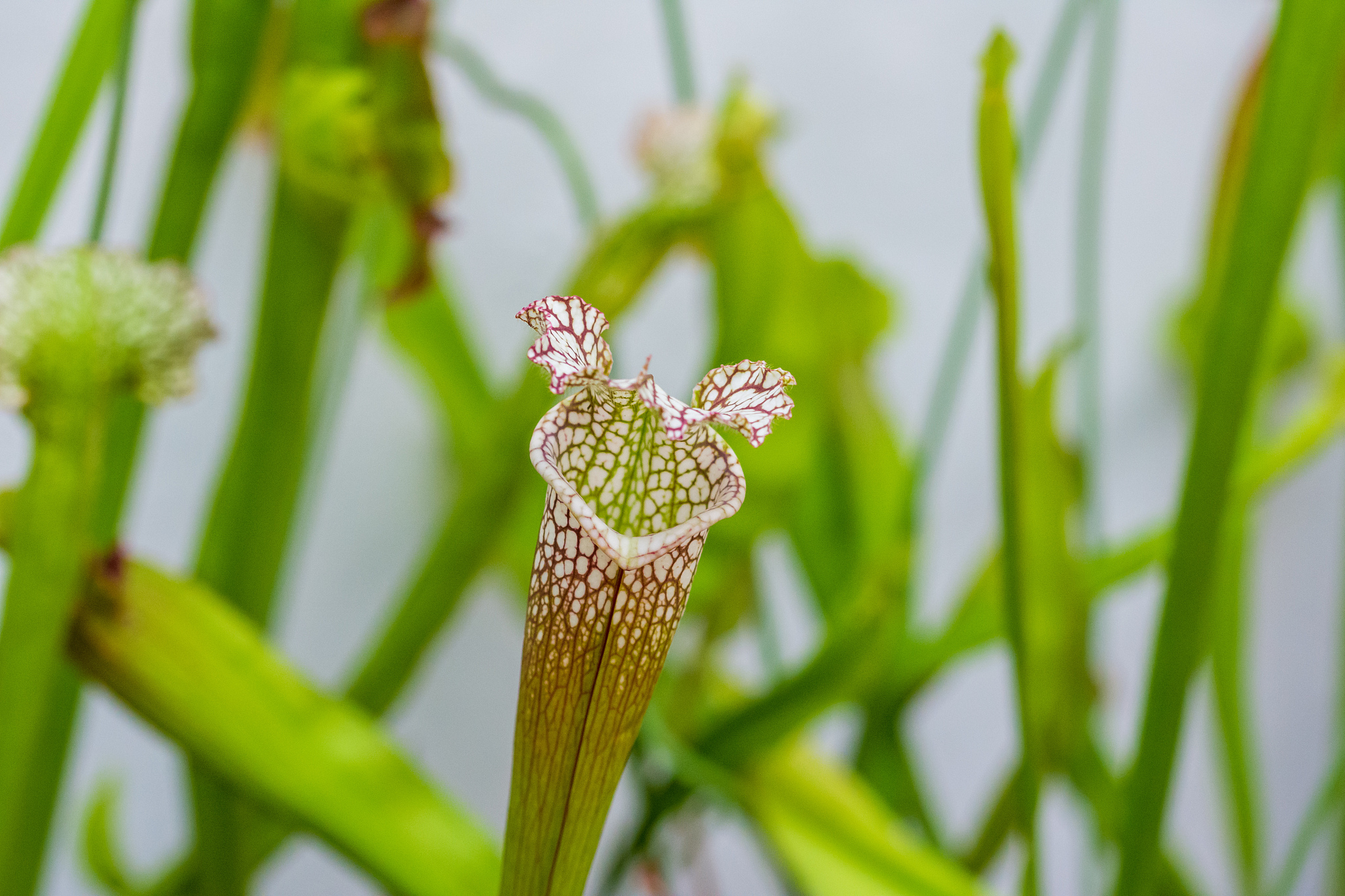 closeup macro view of sarracenia leucophylla plant. green insect