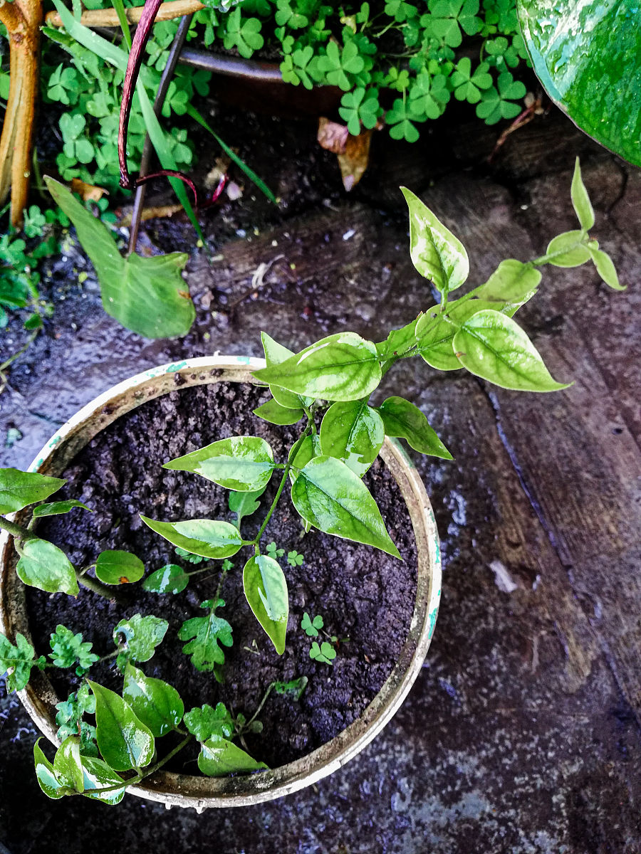 长寿花一年开几次花？花苞不开花的原因及解决方法