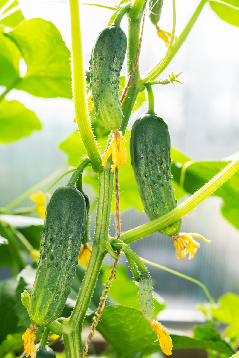 7-8月北方地区适合种植的黄瓜品种推荐