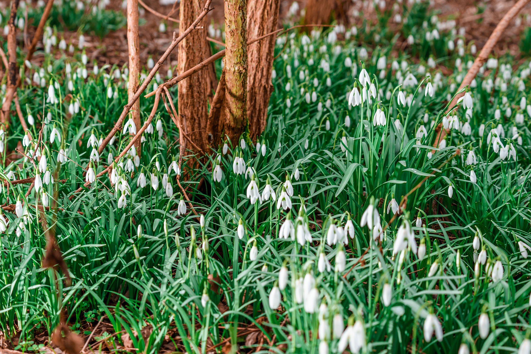 snowdrop flowers on a forest meadow