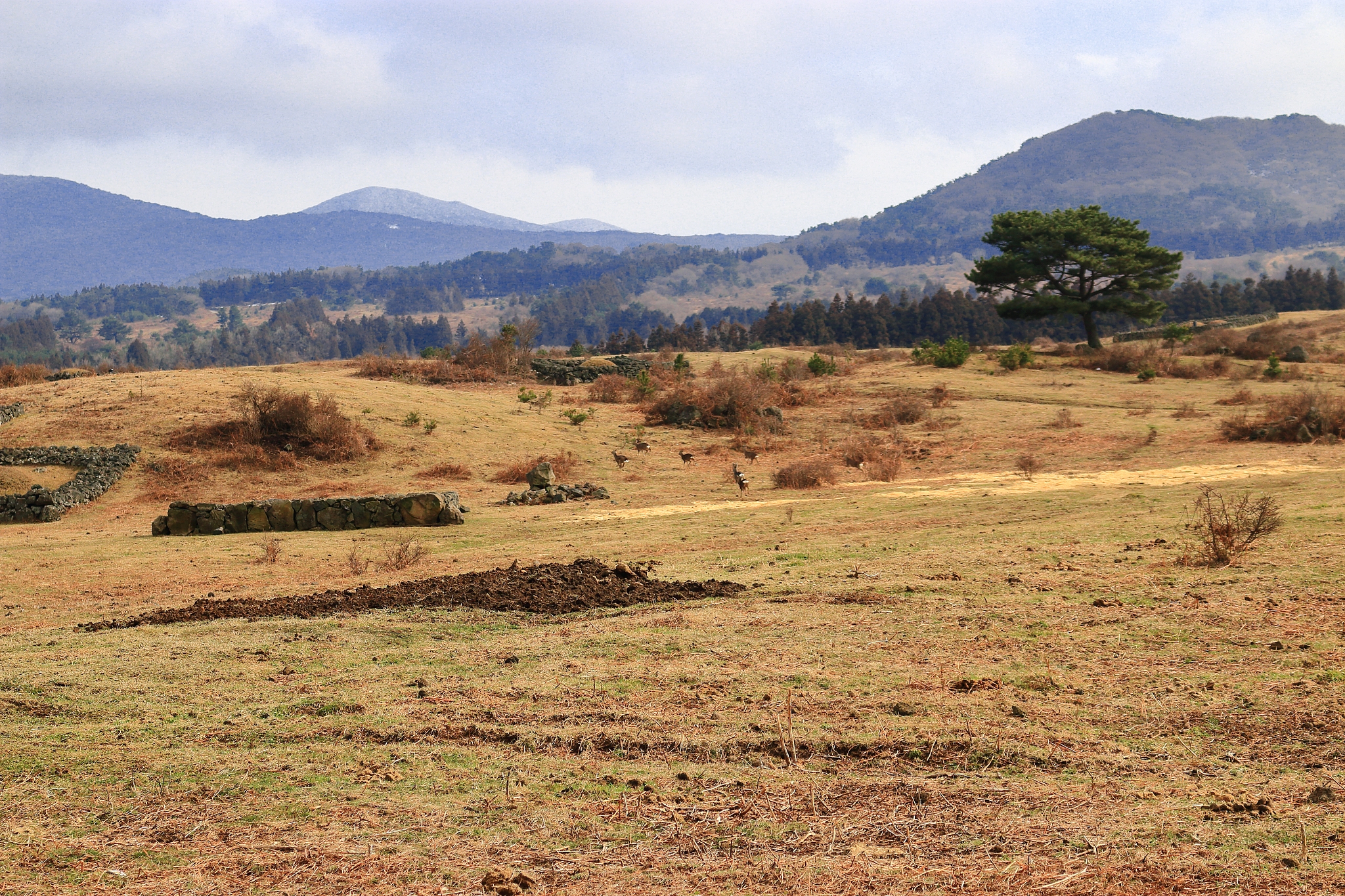 horse pasture, ranch, hallasan,