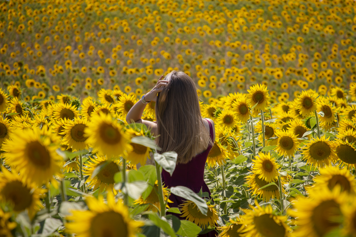 帮我想10个四字词语要有诗意有韵味描述有一个仙女在向日葵花海里读书