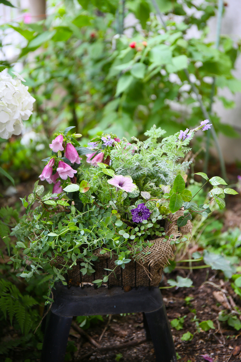 无尽夏植物：阳光爱好者还是阴凉爱好者？