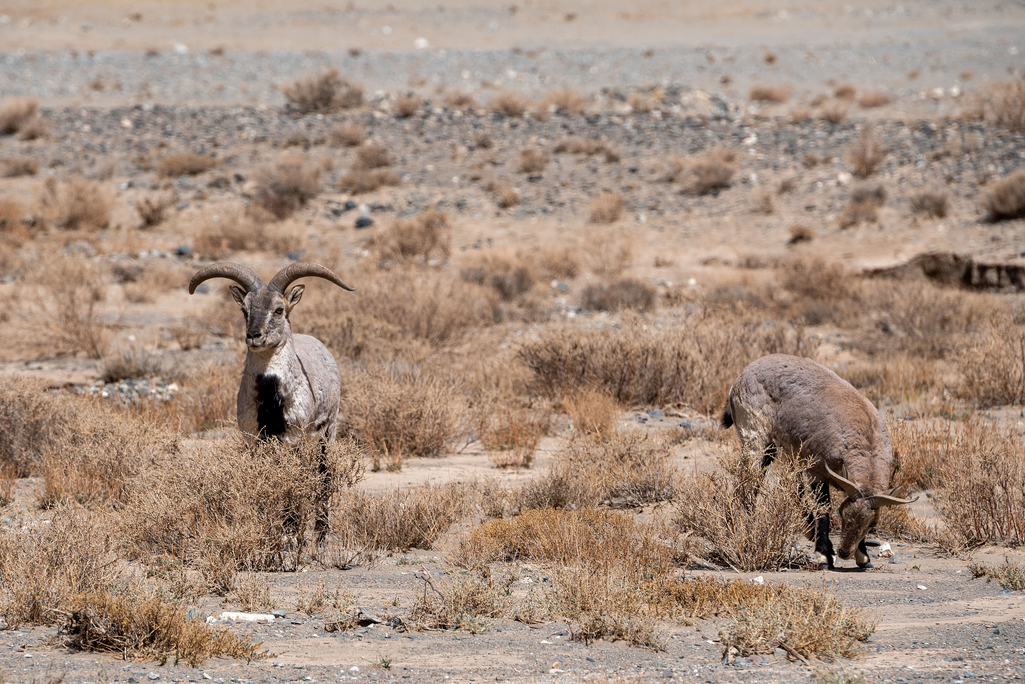 藏羚羊夏天泡澡之谜：避暑+休疗，公藏羚羊的专属福利？