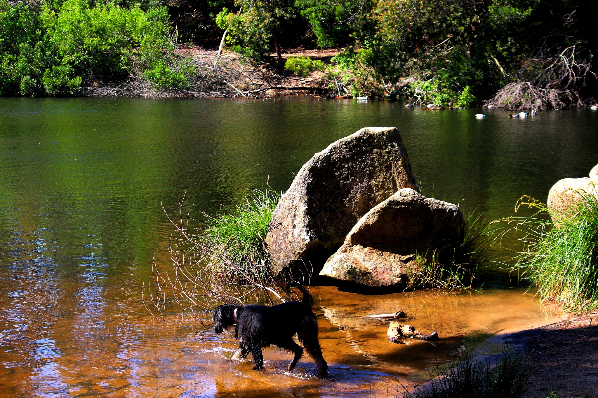 dog on rock by lake