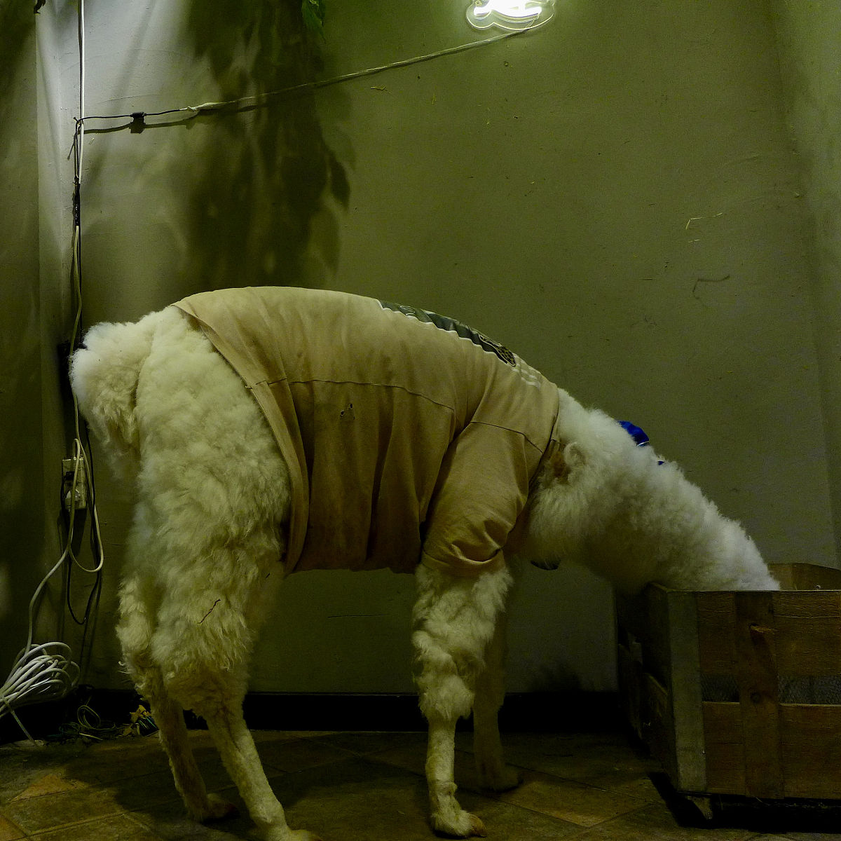 Ethical Debate on Animal Experimentation in Scientific Research