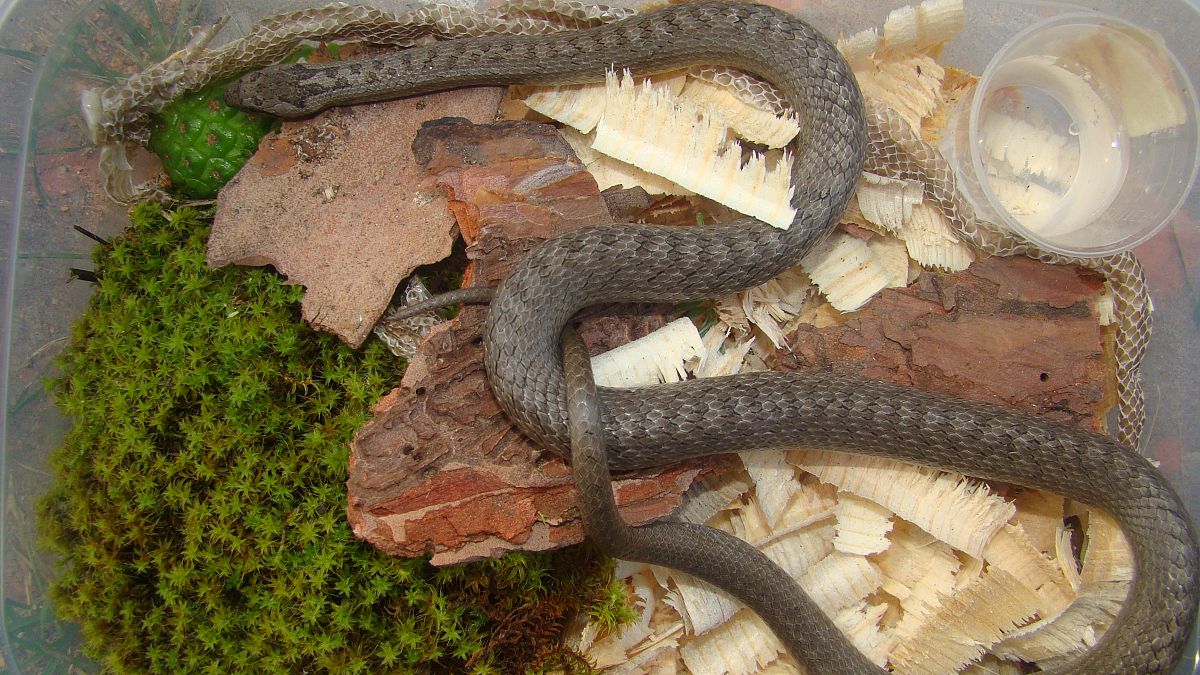 请帮我写1篇650字的博客文章主题是：全球最毒的蛇第一名