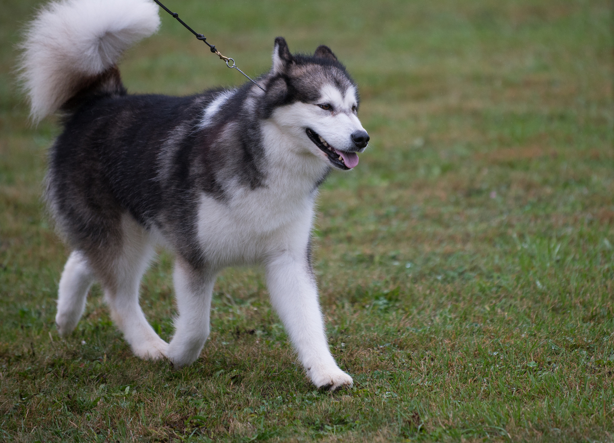 阿拉斯加狗敲门
