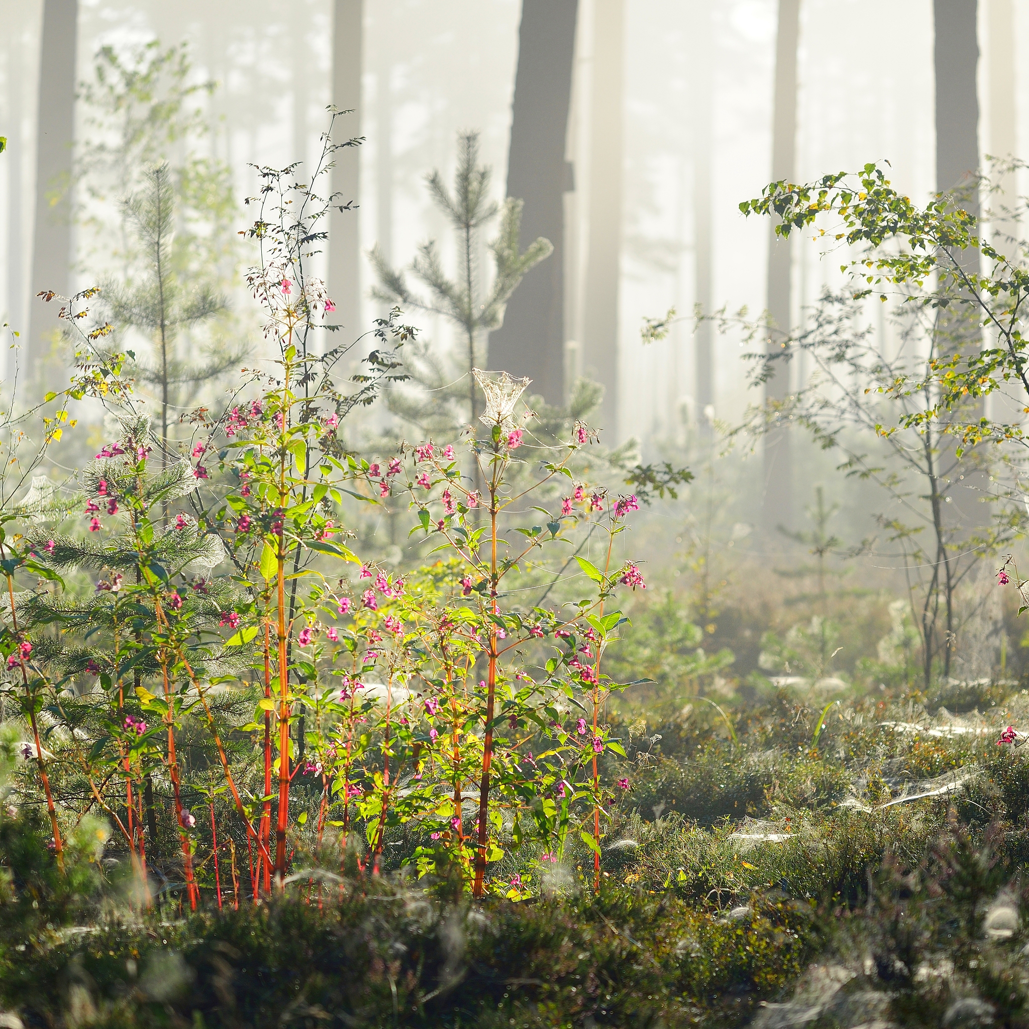 帮我给长沙市林地分等定级